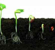 Germinarea semințelor: condiții și condiții. Cum se testează semințele de ardei pentru germinare