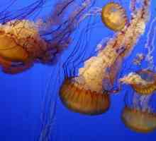 Întregul adevăr despre cum se reproduc meduzele