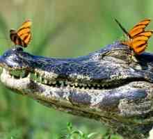 Tot ce trebuie să știți despre crocodili. Informații interesante despre crocodili