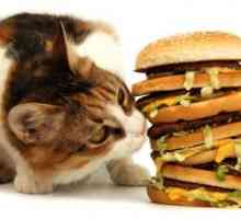 Noi alegem hrană pentru pisică. Care este cel mai bun tip de mâncare?