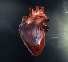 Realizarea vaselor inimii, trunchiului pulmonar, aortei, aparatului de supapă