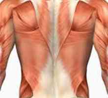 Strângerea musculaturii coloanei vertebrale: funcții și întărire