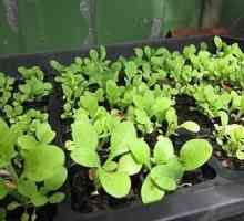 Выращивание ампельной петунии - увлекательный процесс