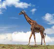 Înălțimea girafei, inclusiv gâtul și capul. Creșterea girafei