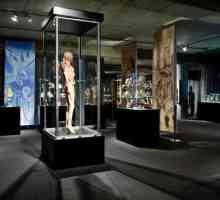 Expoziția `Corpul omului` (SPb): descriere și recenzii ale vizitatorilor