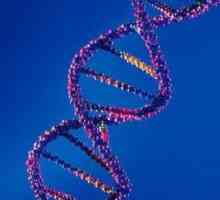 Interacțiunea genelor non-alelice: tipuri și forme