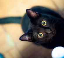 Nume haioase de pisici negre