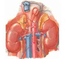 Spațiul retroperitoneal. Organele cavității abdominale și a spațiului retroperitoneal