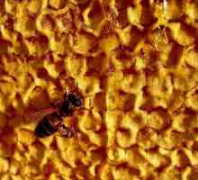 Забрус пчелиный. Применение в народной медицине