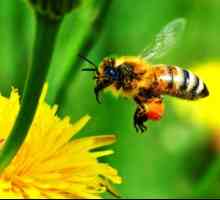 De ce și cum albinele fac miere?