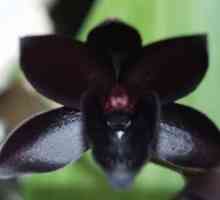 Flori misterioase - orhidee negre
