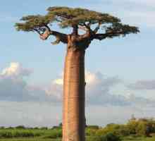 Misterios baobab: un pom miracol