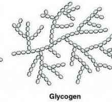 Carbohidrat animal. Este carbohidratul din celula animală glicogen sau amidon? Care este rezerva de…