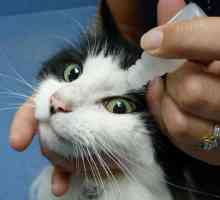 Pisicile de sănătate: pot să-mi spăl ochii cu clorhexidina?