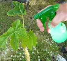 Săpun verde pentru plante - o alegere de rezidenți reali de vară