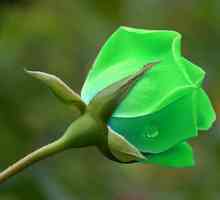 Trandafiri verzi - un cadou de la crescători