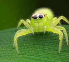 Un păianjen verde. Ce fel de paianjeni verzi sunt acolo?