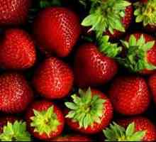 Strawberry Baron Solemaher: comentarii. Plantarea de remorci de capsuni