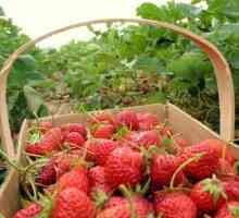 Căpșuni: conținut caloric din fructe de padure proaspete și conserve
