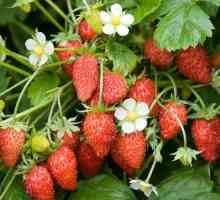 Strawberry Garden: îngrijirea primăvară, cultivarea și descrierea soiurilor