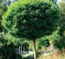 Жамалистовое дерево: выдумки создателей мультфильма `Смешарики` или реальное…