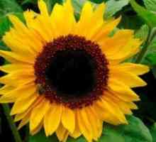 Semințe de floarea-soarelui: rău și beneficii. Sunt daunate semințele de floarea-soarelui?