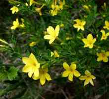 Jasmine (arbust): fotografie, plantare, îngrijire, reproducere