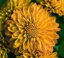 Chrysanthemul galben - regina toamnei