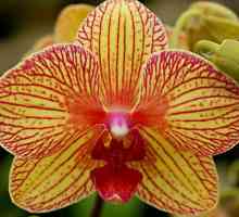 Orhidee phalaenopsis galbenă. Orhidee galbenă: valoare