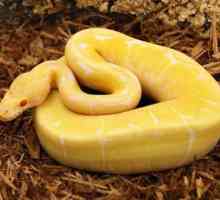 Snake galben: soiuri și caracteristici