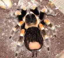 Spider galben și negru: cele mai populare specii cu astfel de coloranți