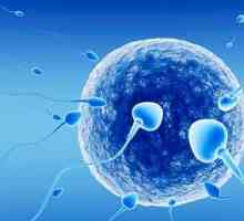 Femeile pe nota: cum să cunoști zilele de ovulație