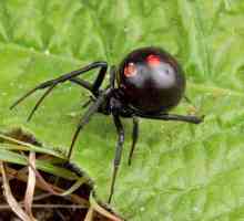 Arzătoare de grăsime `Black Widow` (Black Spider): compoziție, manual, recenzii