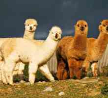 Vicuna de animale: descriere și fotografie. Distracție plăcută: produse din vicuña