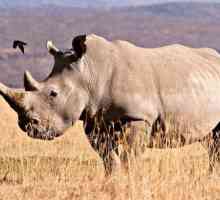 Viața unui rinocer alb. Greutatea maximă a rinocerilor albi