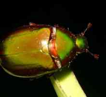Beetle bronzovka - miracol care zboară