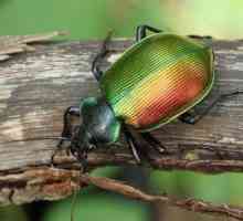 Beetle beauty este un prădător util. Descrierea și modul de viață