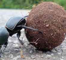Beetle-bugger, viață fascinantă