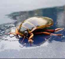 Beetle gândacul