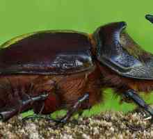 Beetle gândac de cerb. Două tipuri