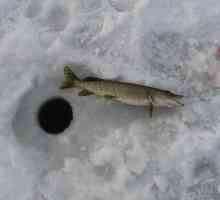 Pescuitul de iarnă pe știucul de la închisoare. Pike de pescuit în timpul iernii: tackles și momeli…