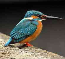 Kingfisher: descriere pe această fotografie