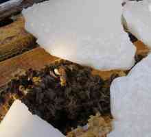 Albinele sălbatice la voință: sub zăpadă, fără izolație