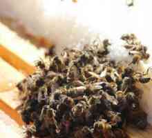 Cuibărind albinele în oshanike. Apicultura pentru incepatori