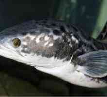 Snakehead - un pește care se mișcă ușor pe uscat