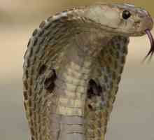 Snake cobra - fapte interesante. Cobra regală ca un șarpe este foarte periculoasă și rapidă