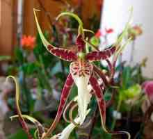 Semnificația florii: o orhidee este un simbol al iubirii și pasiunii