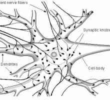 Importanța sistemului nervos pentru organism. Structura sistemului nervos
