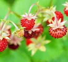 Semnificația cuvântului "căpșuni sălbatice" în botanică și în viață
