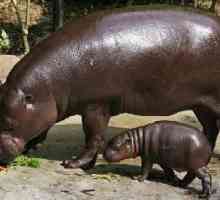 Întâlnește - un hipopotam!